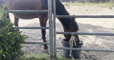A horse standing behind a metal gate with its head lowered into a black bucket, possibly eating or drinking, in a sandy paddock area with greenery on the left and another animal visible in the background."